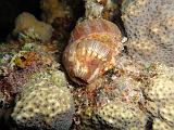 Crabe anemone